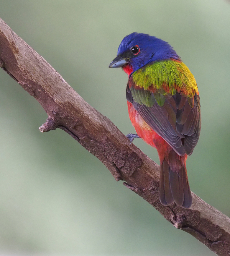 “Tell me I’m Pretty” Painted bunting(male) Painted Bunting,Passerina ciris