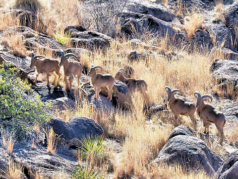 Invasive Auodads An invasive species in West Texas Ammotragus lervia,Barbary sheep