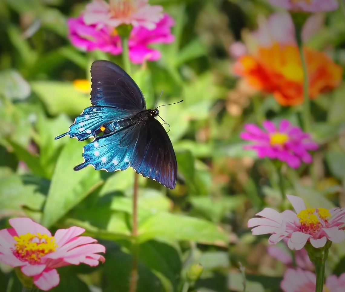 Perhaps Pipevine Swallowtail  Battus philenor,Pipevine Swallowtail