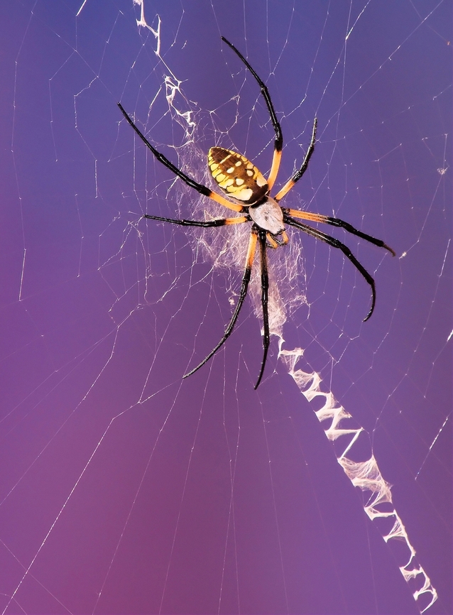 Large Garden Spider  Argiope,Argiope (spider),Argiope aurantia,Yellow Garden Spider