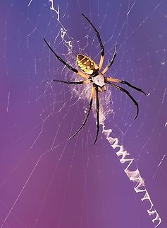 Large Garden Spider  Argiope,Argiope (spider),Argiope aurantia,Yellow Garden Spider