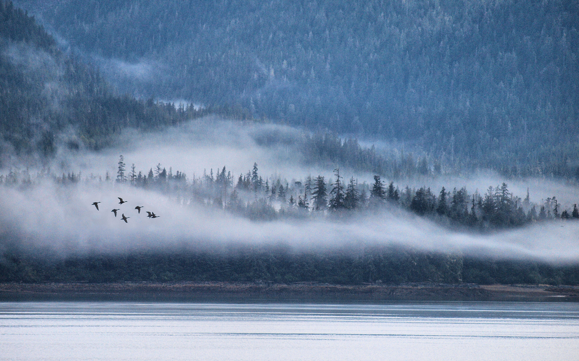 Inside Passage Coastal rain forest south of Ketchikan, AK.   Many trees are Western Hemlock and Sitka Spruce. Picea sitchensis,Sitka spruce