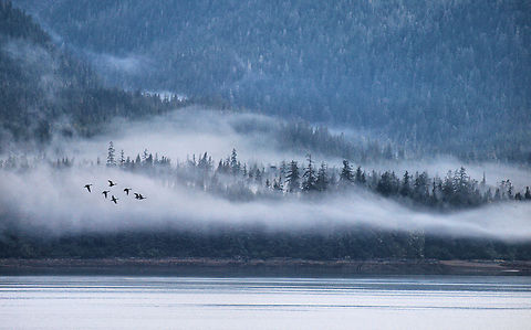 Inside Passage Coastal rain forest south of Ketchikan, AK.   Many trees are Western Hemlock and Sitka Spruce. Picea sitchensis,Sitka spruce