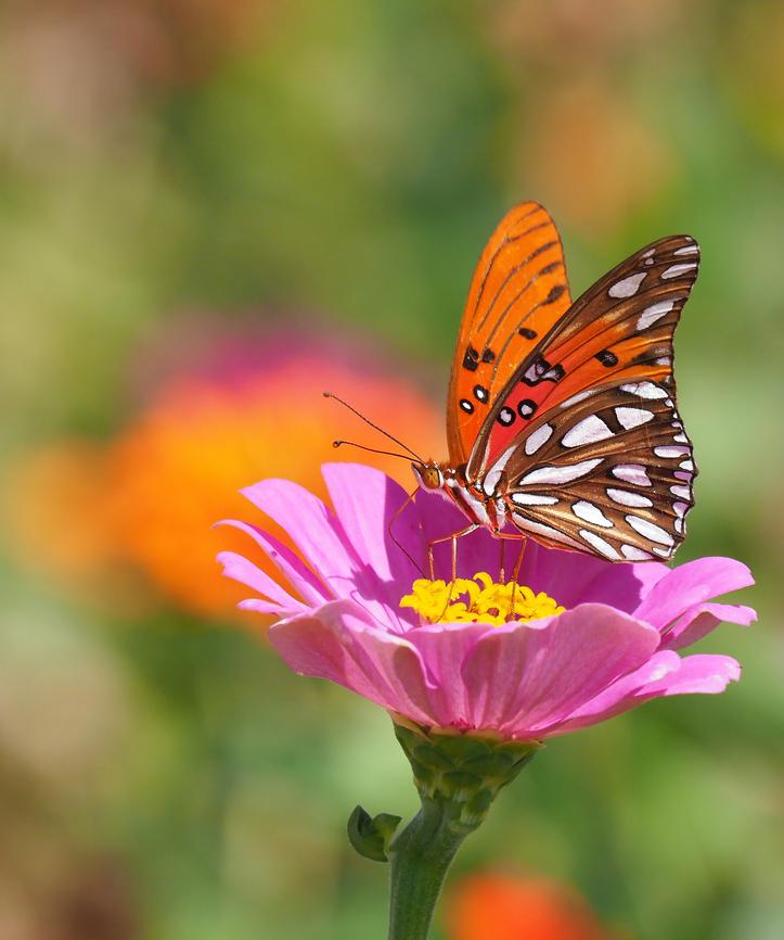 Eye-Candy Gulf Fritillary Agraulis vanillae,Gulf fritillary