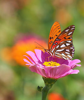 Eye-Candy Gulf Fritillary Agraulis vanillae,Gulf fritillary