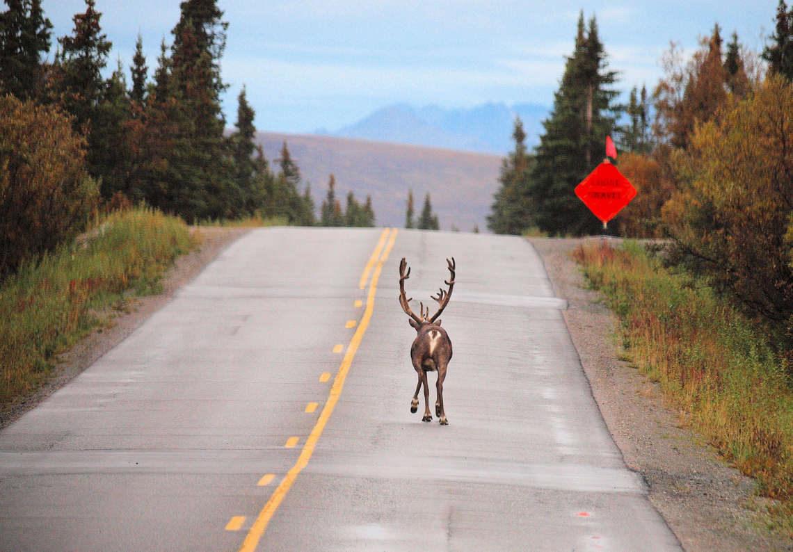 No Passing Zone Denali National Park Caribou (North America),Rangifer tarandus