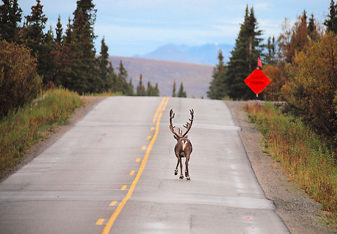 No Passing Zone Denali National Park Caribou (North America),Rangifer tarandus