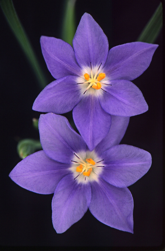 Celestial Ghost Iris Photographed west of Ft. Worth, TX scan of slide film. Nemastylis geminiflora