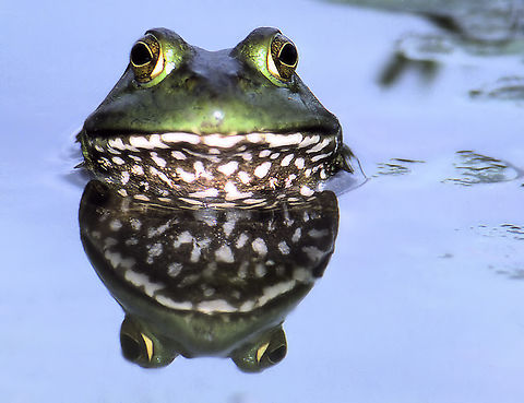 Mr. Four Eyes Bull frog in small N. Texas pond. American Bullfrog,Lithobates catesbeianus