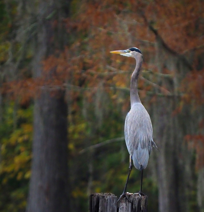 Standing Straight and Tall GBH in Caddo Lake, E. Texas Ardea herodias,Great blue heron