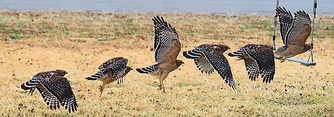 Red-Shouldered Hawk Six consecutive frames , CAF, low sustained fire with EM-1 mk2 and 50-200 lens. Composited in Corel.  Buteo lineatus,Red-Shoulderd Hawk
