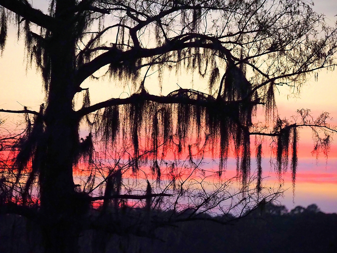 Caddo Lake after sundown Bald Cypress and moss at Caddo Lake in east Texas. Taxodium distichum