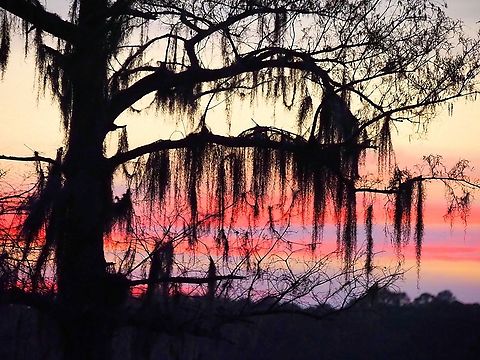 Caddo Lake after sundown Bald Cypress and moss at Caddo Lake in east Texas. Taxodium distichum