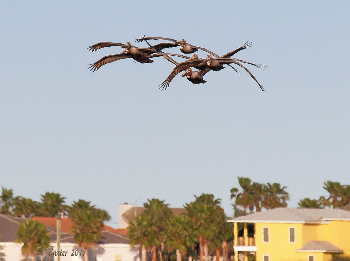 Port Aransas Pelicans Squadron of 6 pelicans flies over water front homes in Port Aransas, South Texas Brown pelican,Pelecanus occidentalis