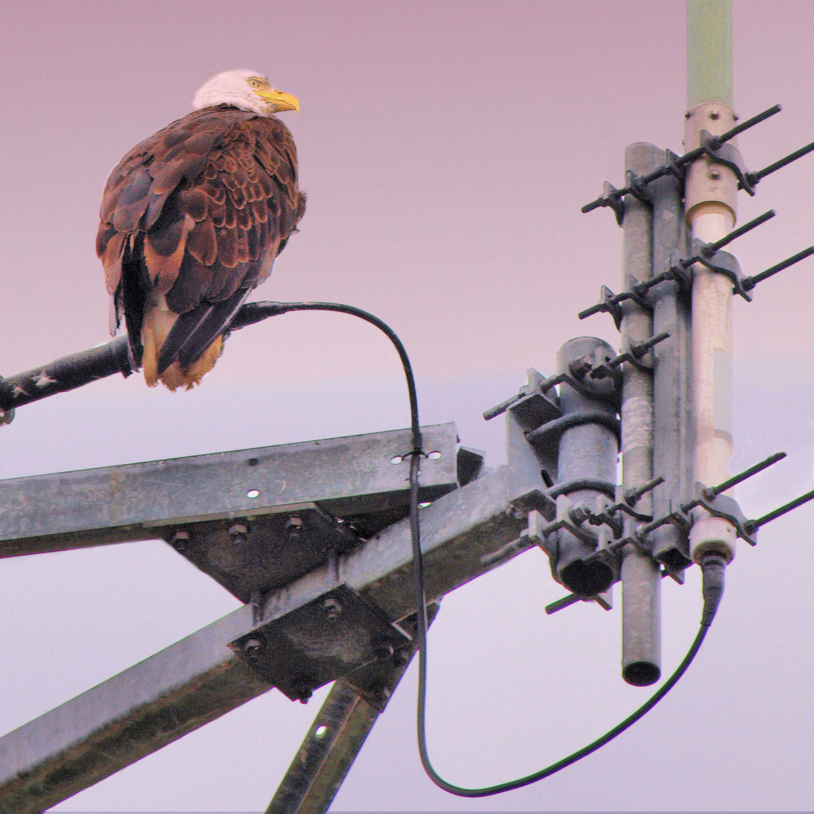 Eagle Charging Station Cell phone tower in Homer, AK appears to be charging up this Eagle&rsquo;s batteries.   Bald Eagle,Haliaeetus leucocephalus