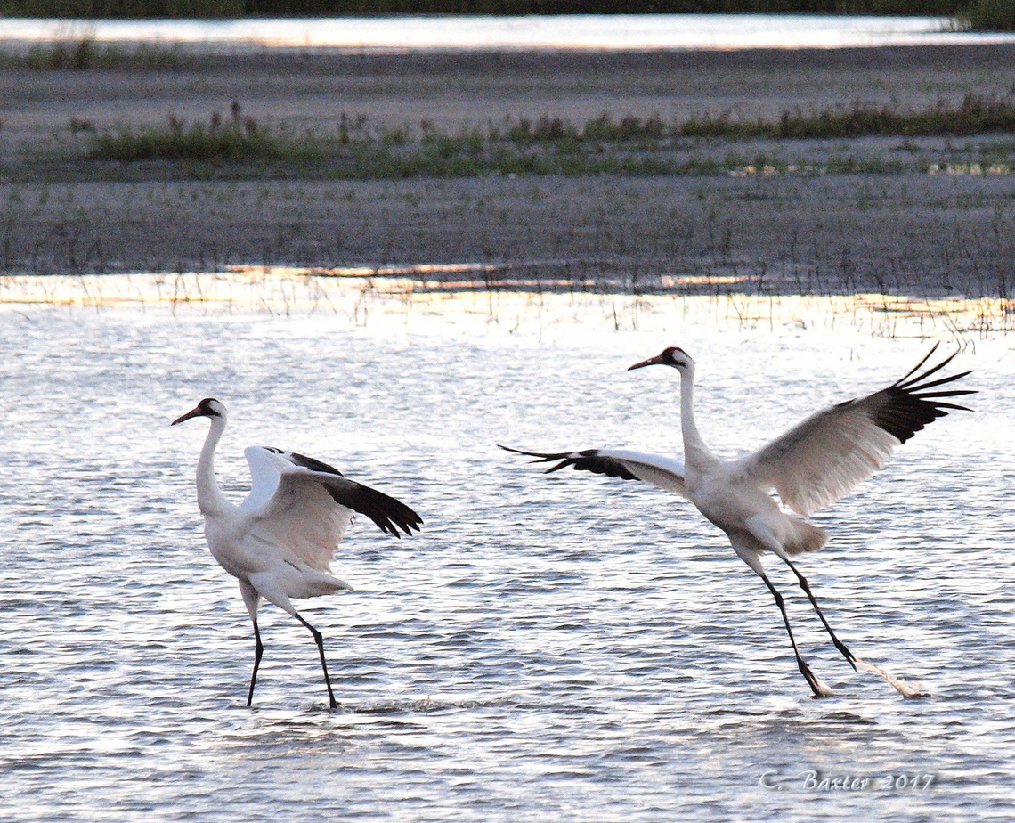 But wait. There’s more! Aransas Pass in Feb. 2017 Grus americana,Whooping crane