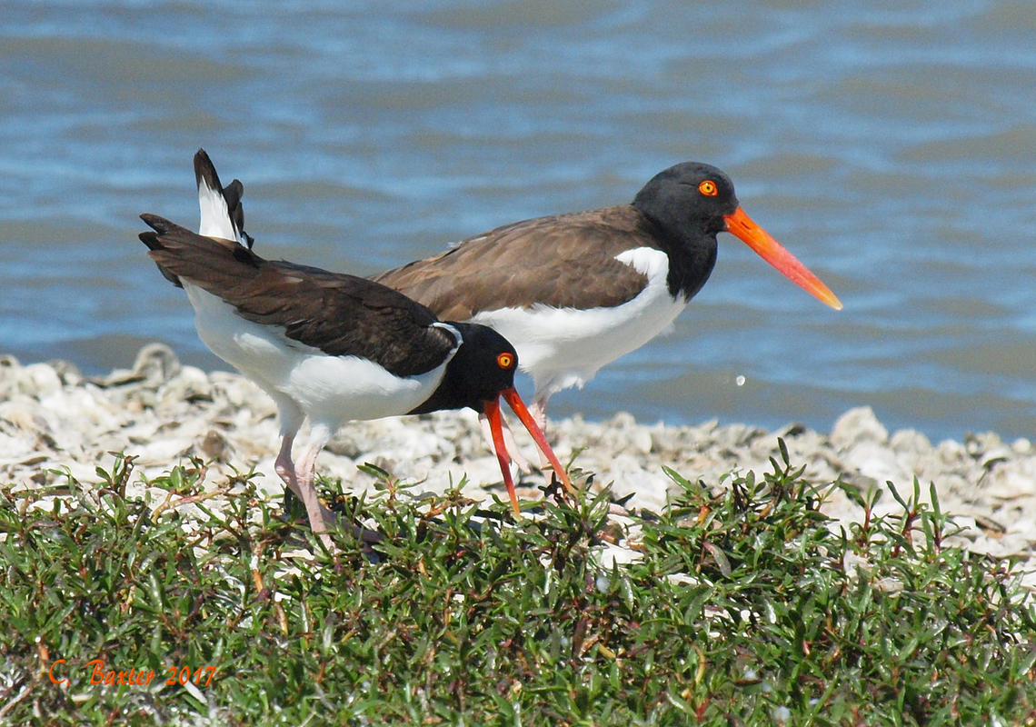 Oysters, what oysters? Aransas Pass Texas American Oystercatcher,Haematopus palliatus