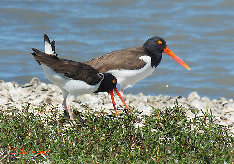 Oysters, what oysters? Aransas Pass Texas American Oystercatcher,Haematopus palliatus