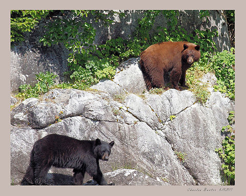 Two bears in Tracy Arm Fjord near Juneau AK Brown colored bear is black bear species   American black bear,Ursus americanus