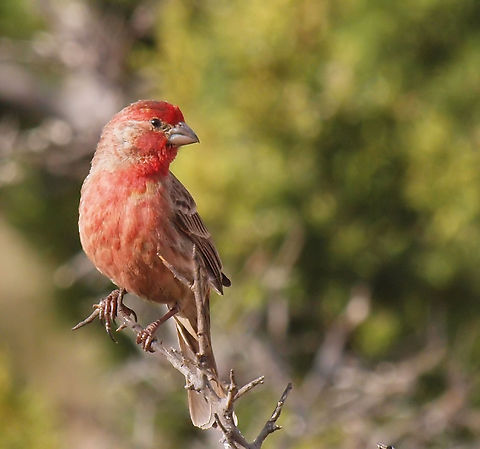 Rose finch perhaps? In Davis Mountains of West Texas Carpodacus mexicanus,House Finch