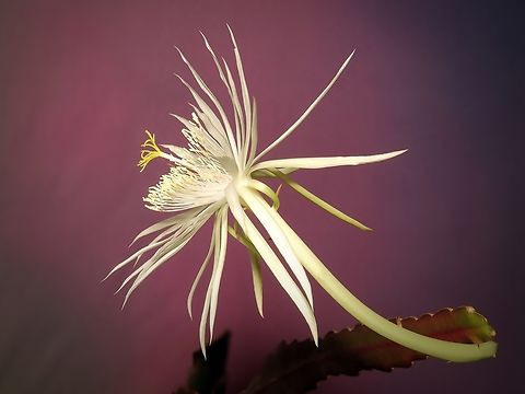 Night Blooming Cereus Set your alarm, get your camera Dutchman's pipe cactus,Epiphyllum oxypetalum