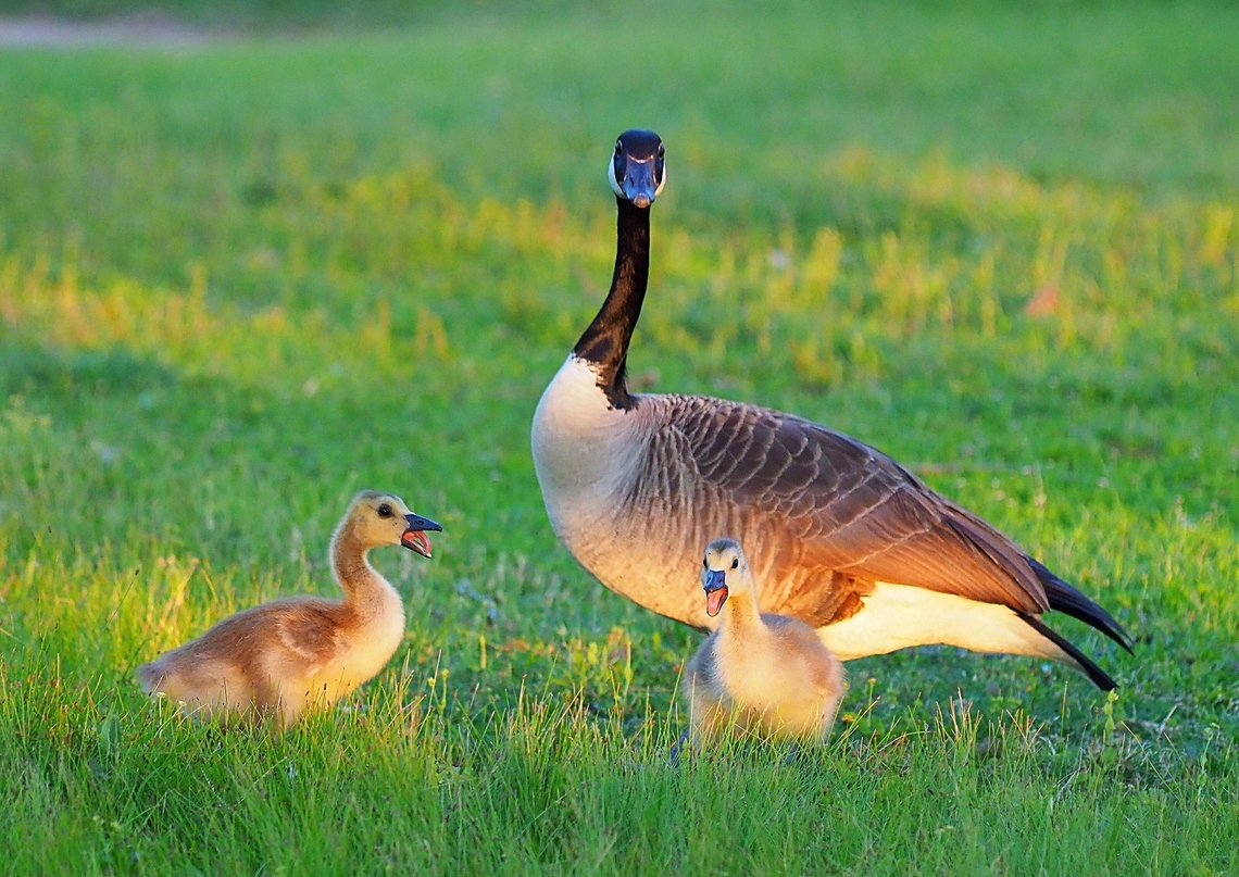 The gab of goslings Mother Goose gets an earful&hellip;&hellip; Branta canadensis,Canada goose