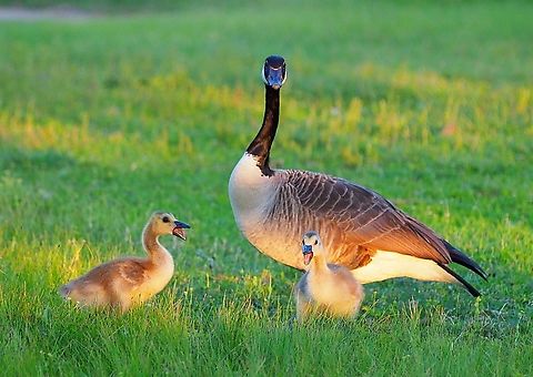 The gab of goslings Mother Goose gets an earful…… Branta canadensis,Canada goose