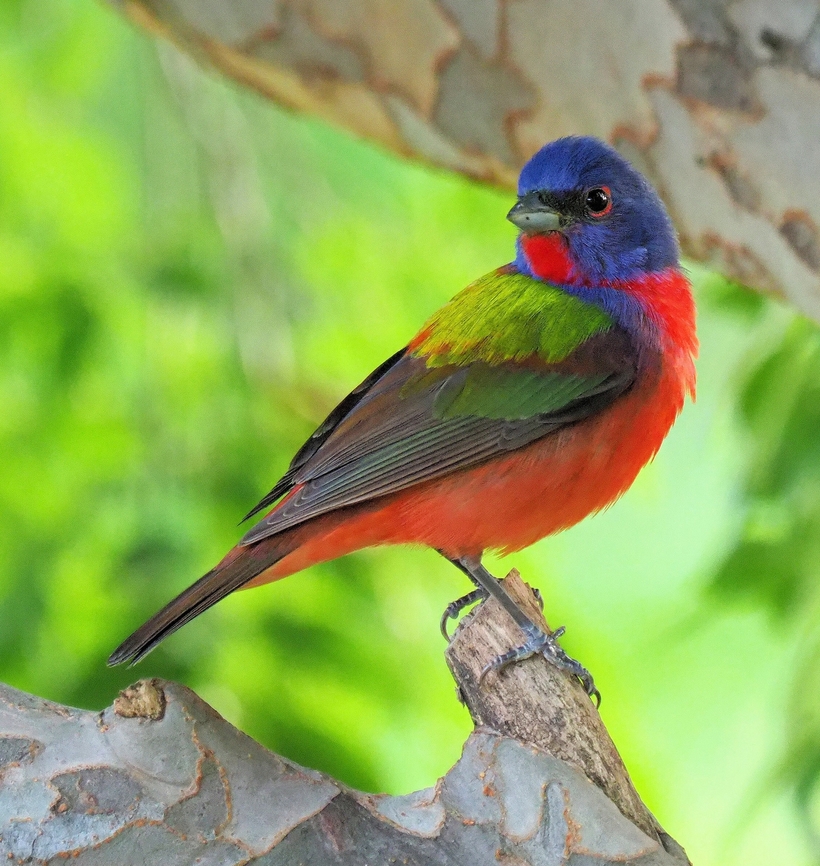 A Turn of the Head Male painted bunting in lace bark elm tree. Argyle, TX Painted Bunting,Passerina ciris