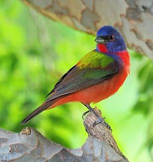 A Turn of the Head Male painted bunting in lace bark elm tree. Argyle, TX Painted Bunting,Passerina ciris