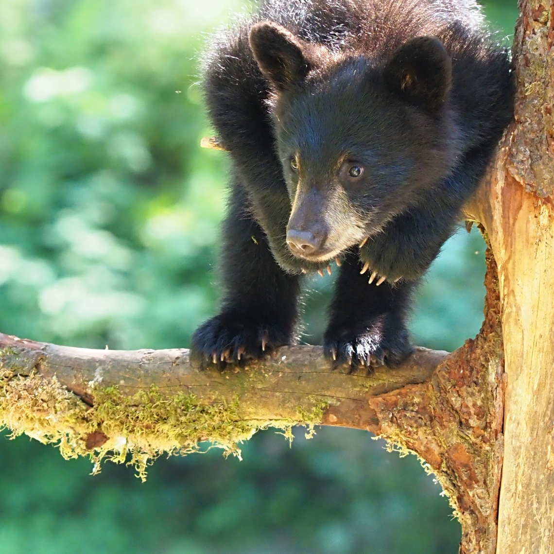 Mom told me to wait here Black bear cubs will wait in trees while Mom goes fishing.  An An Creek near Wrangell, AK American black bear,Ursus americanus