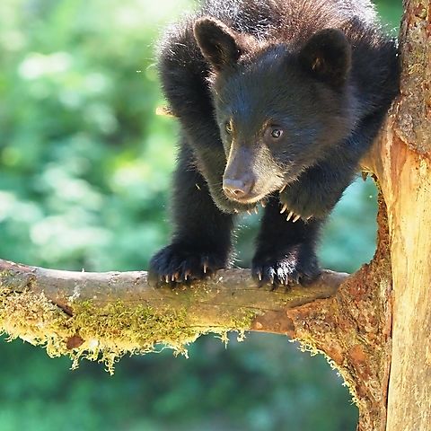 Mom told me to wait here Black bear cubs will wait in trees while Mom goes fishing.  An An Creek near Wrangell, AK American black bear,Ursus americanus