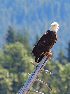 Evil Eye Eagle on Stikine River near Petersburg, AK Bald Eagle,Haliaeetus leucocephalus