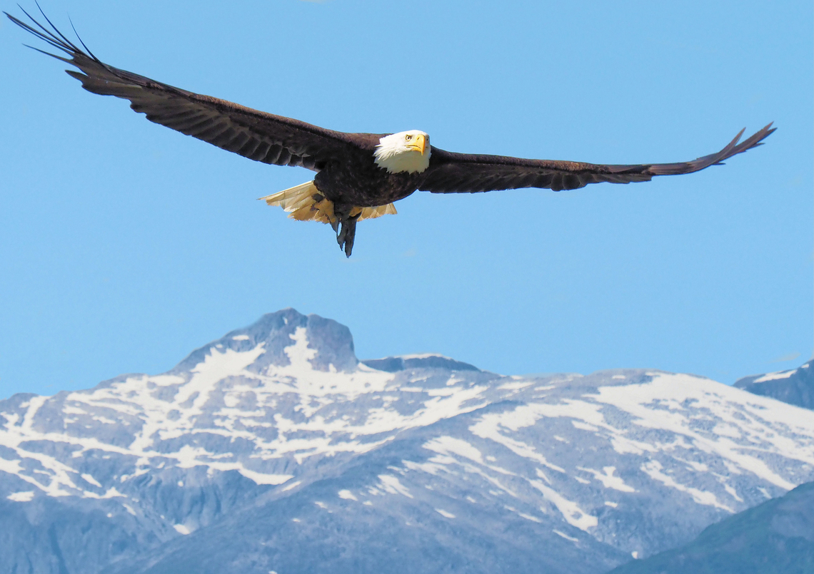 American Bald Eagle, &ldquo;Free to Fly&rdquo; Coastal mountains from Eagle Beach, north of Juneau, AK July 2018. Bald Eagle,Haliaeetus leucocephalus