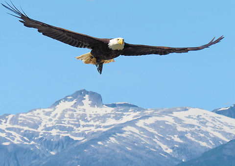 American Bald Eagle, “Free to Fly” Coastal mountains from Eagle Beach, north of Juneau, AK July 2018. Bald Eagle,Haliaeetus leucocephalus