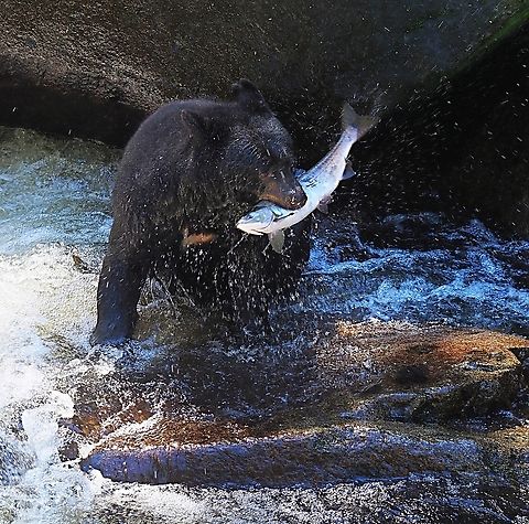 Nice Catch! Black bear at An An Creek near Wrangell, AK American black bear,Ursus americanus
