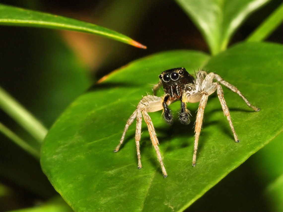 It’s delightful, it’s de-lovely, it’s Dimorphic Male maevia inclemens is ready to box your ears. Dimorphic Jumping Spider,Maevia inclemens