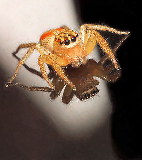 Reflective Moment Female Maevia inclemens on windshield Dimorphic Jumping Spider,Maevia inclemens