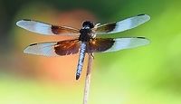 Libellula luctuosa Skimmer dragonfly Libellula luctuosa,Widow Skimmer