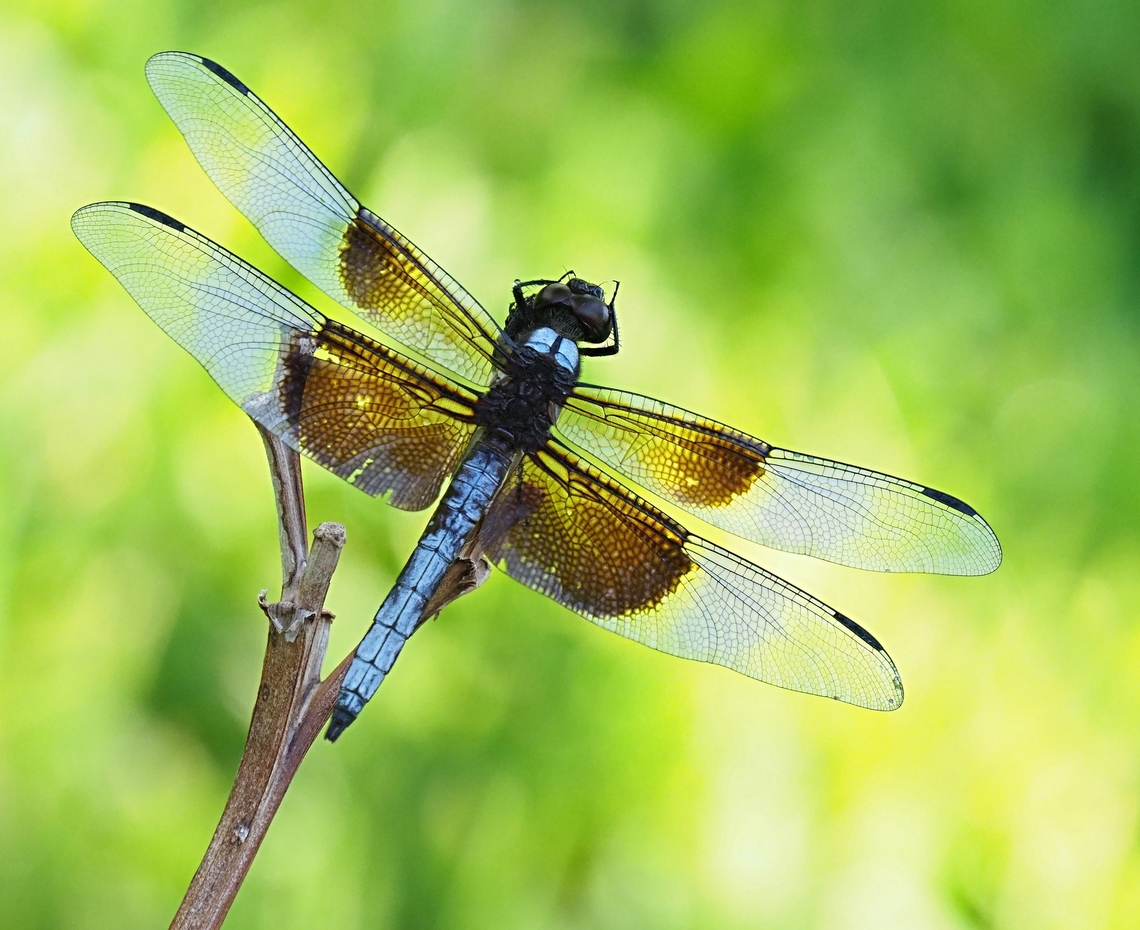 My Dear Dragon male Widow Skimmer Libellula luctuosa,Widow Skimmer