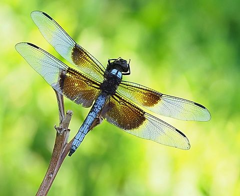 My Dear Dragon male Widow Skimmer Libellula luctuosa,Widow Skimmer