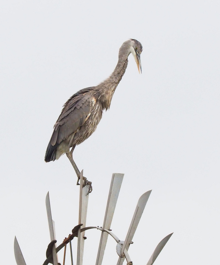 Perfect Perch Harold the Heron likes to rest on Texas windmill Ardea herodias,Great blue heron