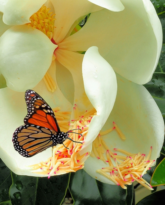 Magnolia Monarch Monarch and Magnolia seeds Danaus plexippus,Monarch butterfly