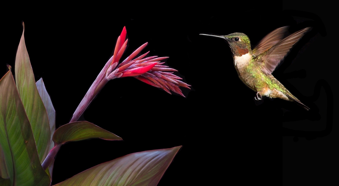 Red Attracts Cana lily early bloom and male ruby-throat. Archilochus colubris,Ruby-throated hummingbird