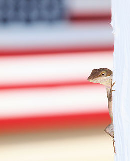 Salute! Anole lizard Anolis carolinensis,Carolina anole