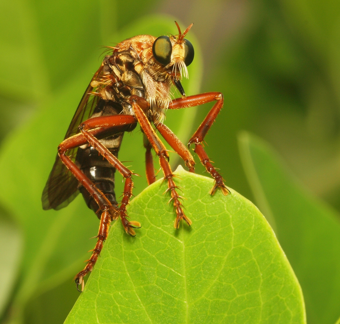 Genus Saropogon according to bugguide.net Robber fly,  N. Texas, saropogon, a genus of robber fly which has 120 species. Robber Fly,Saropogon