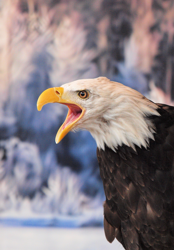 feeding time Raptor rehabilitation center in Haines, AK Bald Eagle,Haliaeetus leucocephalus