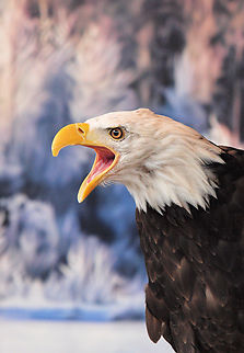 feeding time Raptor rehabilitation center in Haines, AK Bald Eagle,Haliaeetus leucocephalus
