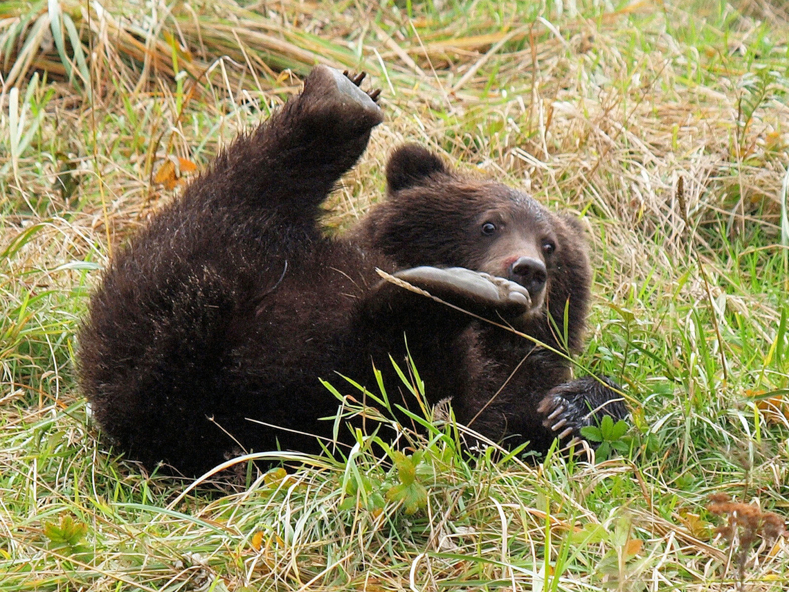 rolly poley brown bear cub near Chilkoot River, Haines, AK Brown Bear,Ursus arctos