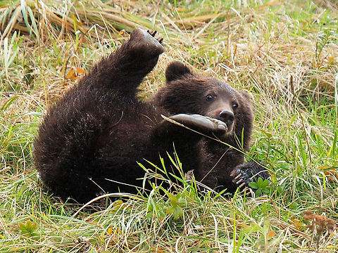 rolly poley brown bear cub near Chilkoot River, Haines, AK Brown Bear,Ursus arctos