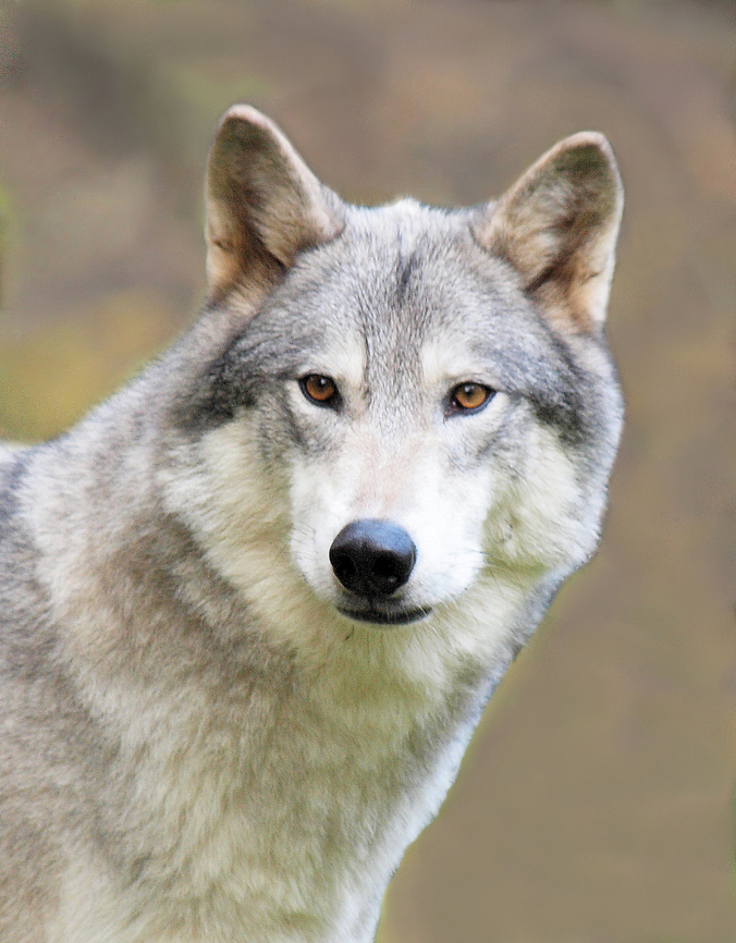 Alaskan Wolf photographed at Kroschel Wildlife near Haines, AK Arctic wolf,Canis lupus arctos,Canis lupus pambasileus,Interior Alaskan wolf